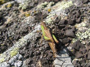 Heuschrecke in S&uuml;d-Tirol