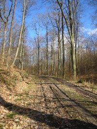 Hohenhaslacher Wald