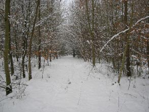 Sachsenheimer Wald