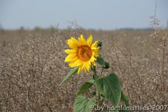 Sonnenblume