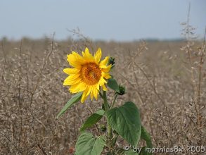 Sonnenblume vor Sachsenheim