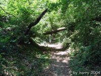 Auf Trampelpfaden durch den Wald